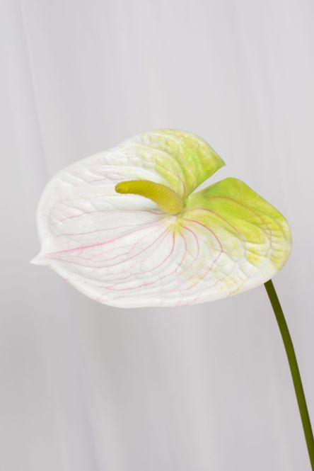 Hovedbilde Anthurium Hvit