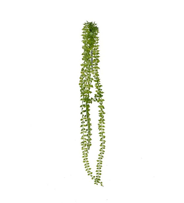  Dischidia 70 cm