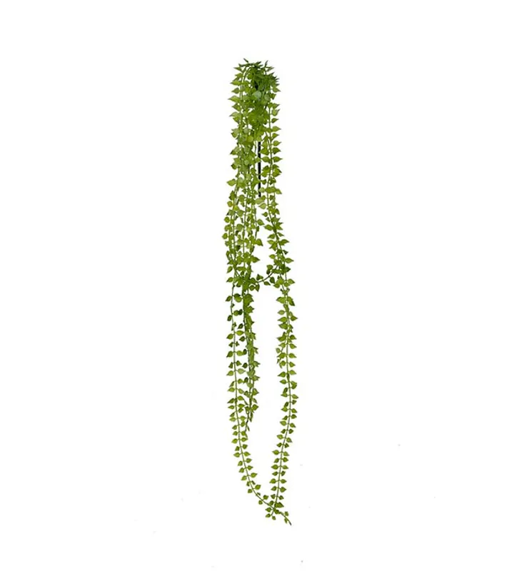  Dischidia 70 cm