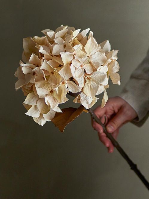 Hovedbilde Hortensia-stilk, natur