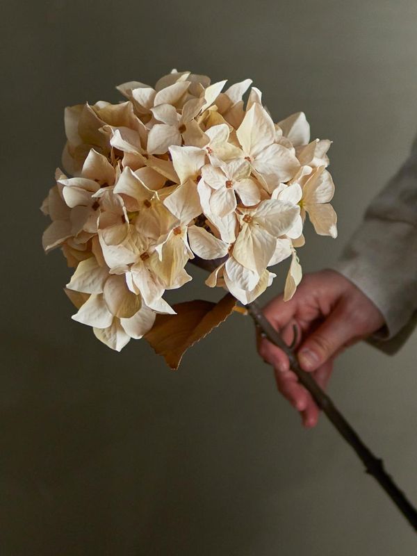 Hortensia-stilk, natur