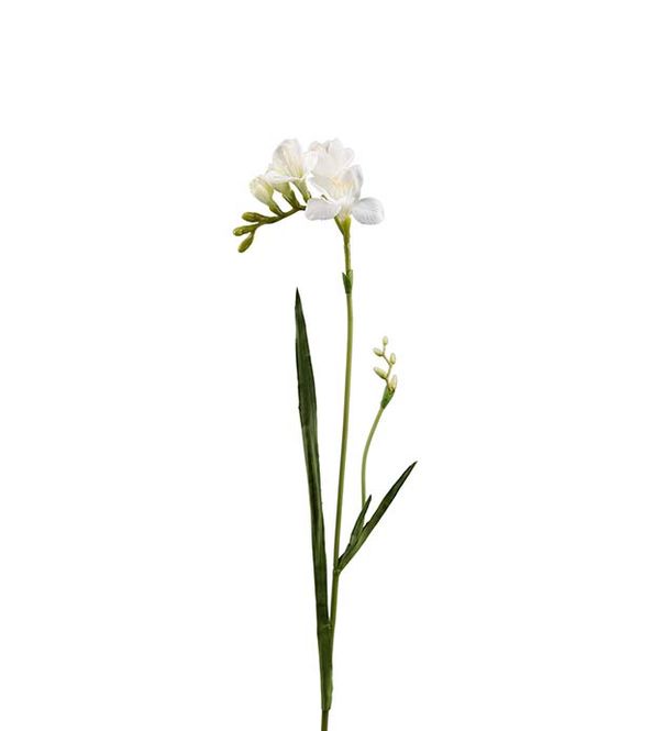 Hovedbilde Freesia 60cm