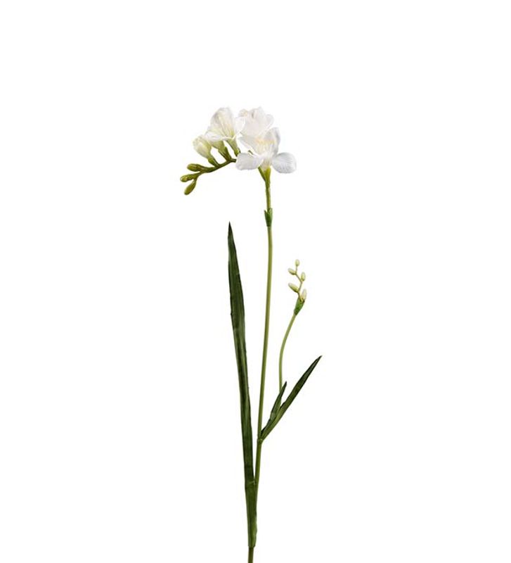 Freesia 60cm